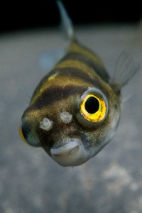 Colomesus asellus – Amazon Puffer (Cheilichthys asellus, Chelichthys ...