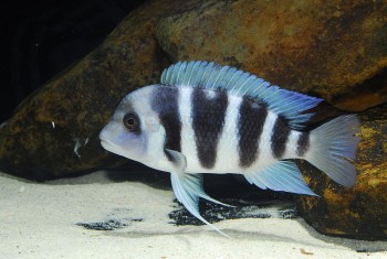 Cyphotilapia gibberosa — Seriously Fish