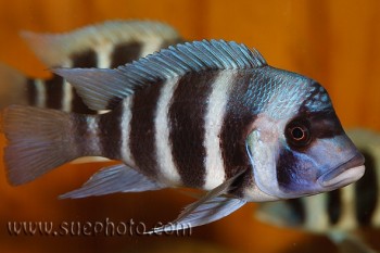 Cyphotilapia gibberosa — Seriously Fish