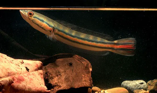 giant snakehead fish