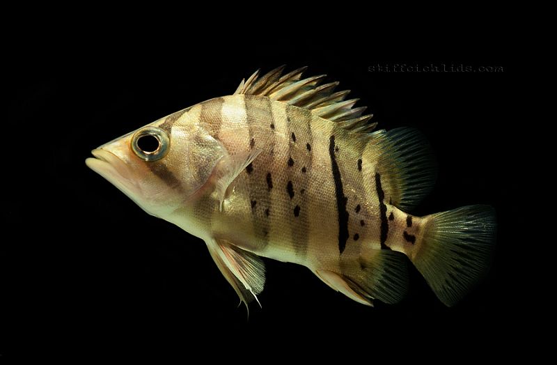 Siamese Tigerfish - Datnioides microlepis Fish Profile & Care Guide