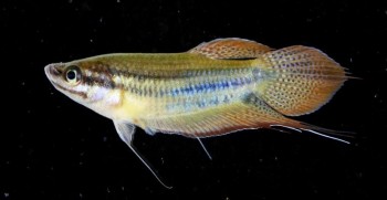 Trichopsis vittata – Croaking gourami (Trichopus striatus, Trichopsis ...