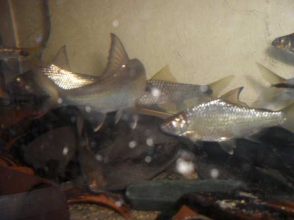 Topic: Cyprinids Galore ! — Seriously Fish